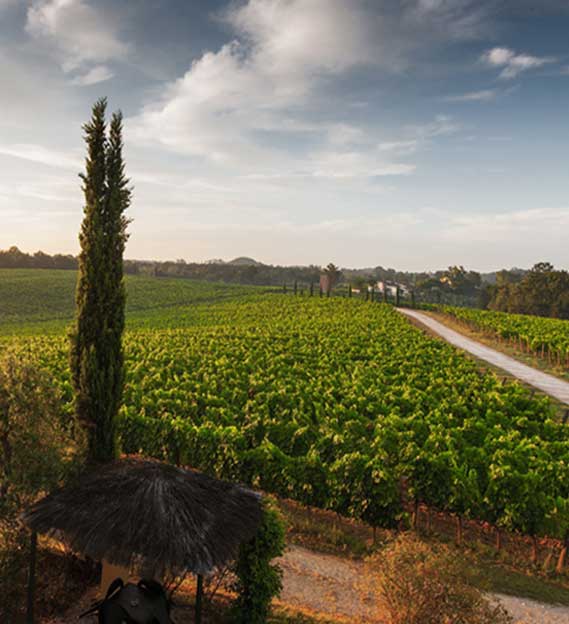 Ein malerischer Weg führt zum kleinen Dorf, flankiert von Weinbergen, mit einem kleinen Unterstand im Vordergrund.