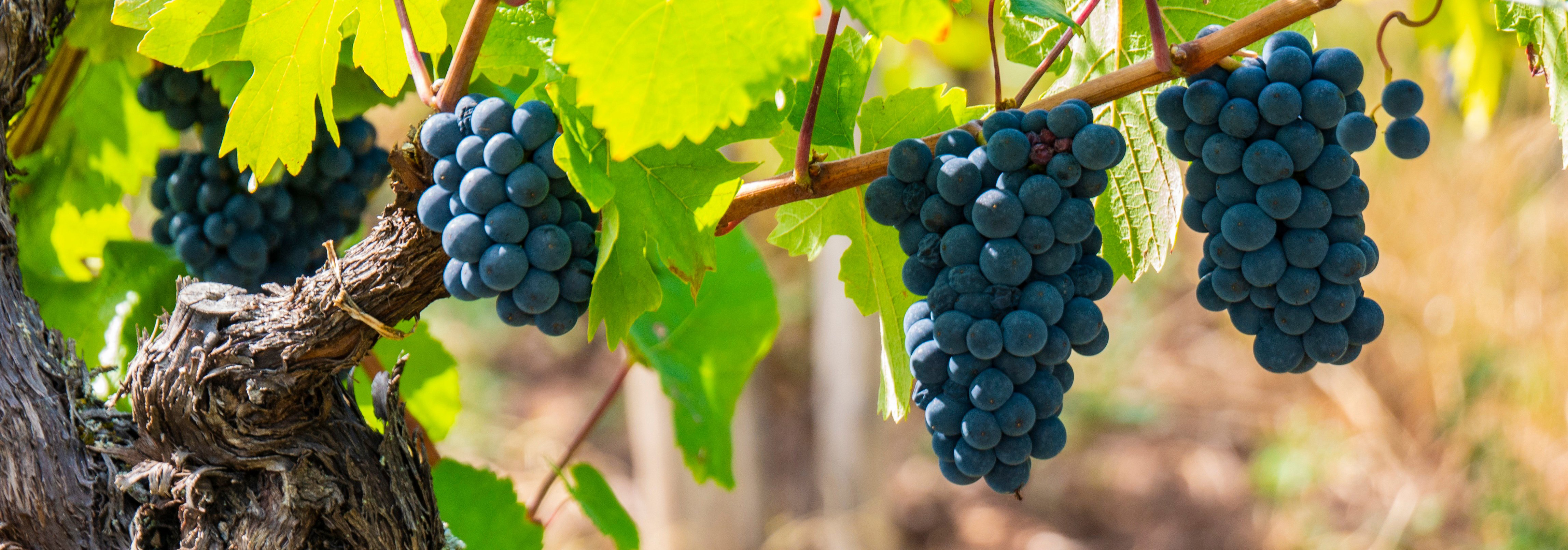 Saftige, dunkle Weintrauben reifen an einer sonnigen Rebe in Italien – ein Sinnbild für die traditionsreiche Weinbaukunst und die Aromenvielfalt mediterraner Weine.