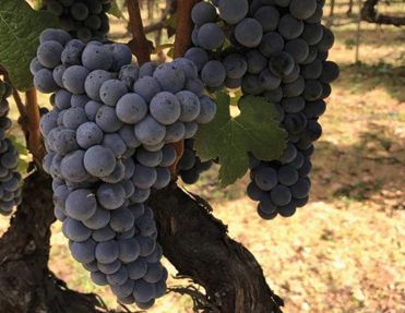 Trauben am Rebstock des Weinguts Schola Sarmenti in Italien, kurz vor der Ernte.