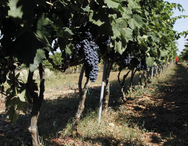 Eine Reihe von Weinreben mit reifen, dunklen Trauben – das Herzstück eines italienischen Weinguts.