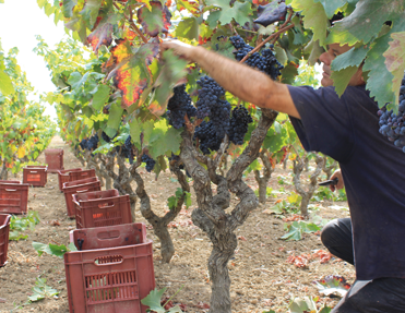 Erntezeit im Weinberg: Dunkle Trauben werden von den Reben gepflückt, leere Kisten warten auf die Ernte inmitten der Weinreben.