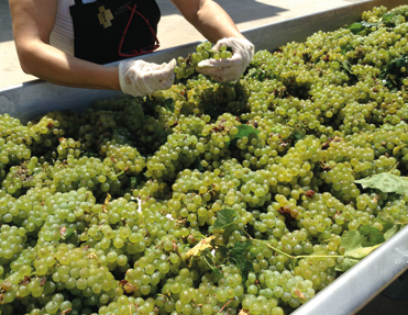 Frische, helle Trauben werden sorgfältig verlesen und sortiert in einem großen Bottich, bereit für die Weinproduktion.