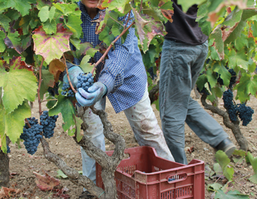 Mitarbeiter auf dem Weingut Schola Sarmenti bei der Ernte dunkler Trauben, die für die Weinproduktion bereit gemacht werden.