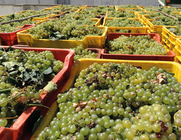 Viele Kisten mit frisch geernteten, hellen Trauben auf einem Weingut, bereit für die Verarbeitung.