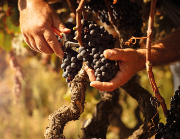 Hände ernten gerade eine reife Traube von einem Rebstock auf einem Weingut.