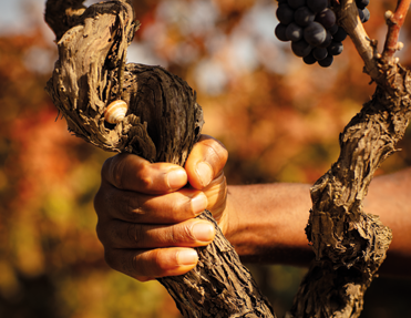 Eine Hand umfasst eine alte Weinrebe und spürt die Tradition des italienischen Weinbaus.