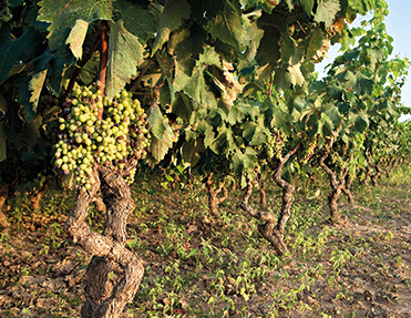 Weinreben mit reifen, hellen Trauben in einem malerischen Weinberg.