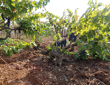 Stimmungsvolle Aufnahme eines italienischen Weingebiets: Im Vordergrund eine alte Weinrebe mit reifen, dunklen Weintrauben, eingebettet in die malerische Landschaft Italiens.