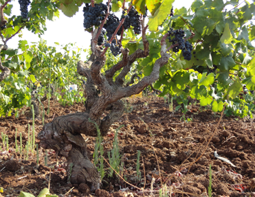 Stimmungsvolle Aufnahme eines italienischen Weingebiets: Im Vordergrund eine alte Weinrebe mit reifen, dunklen Weintrauben, eingebettet in die malerische Landschaft Italiens.